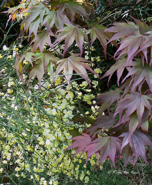 Bois des Moutiers (105) Mai 2012